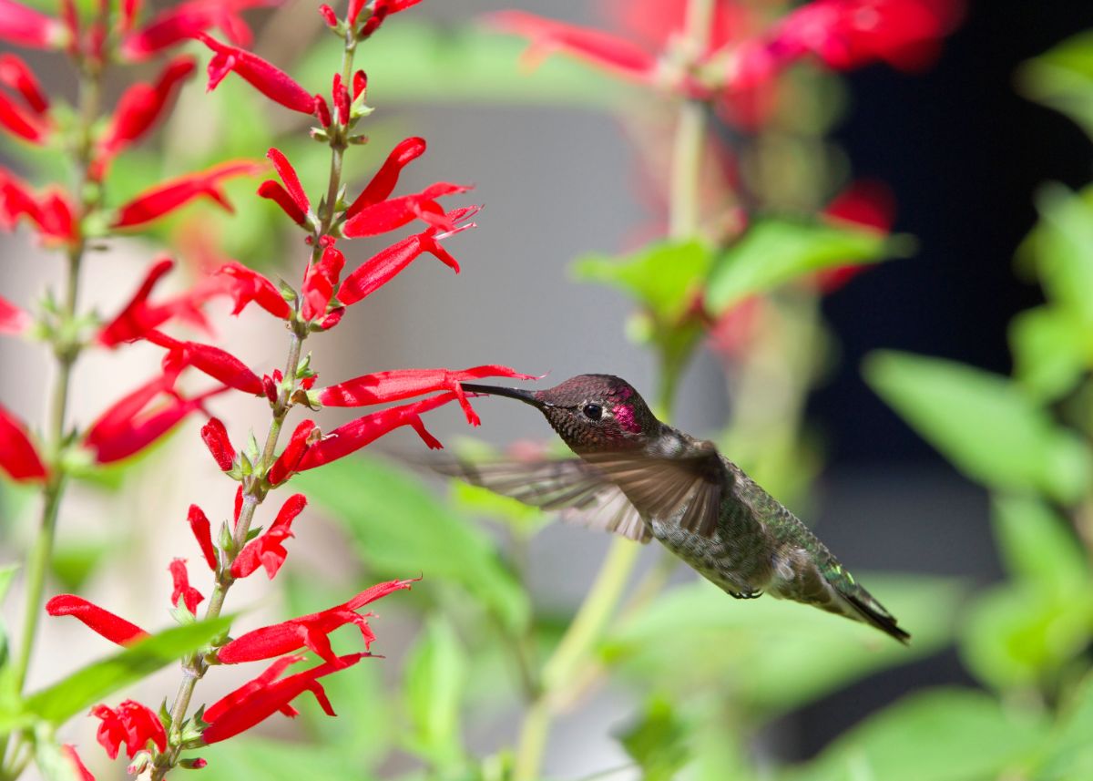 A hummingbird feeds on red flowers of pineapple sage