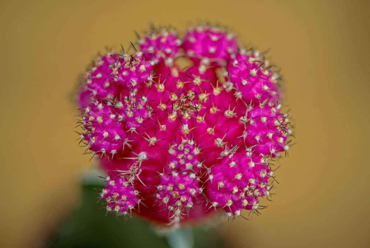 A bright pink moon cactus 