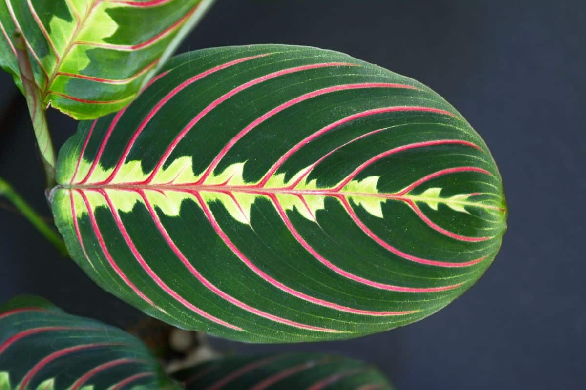 A large prayer plant leaf up close