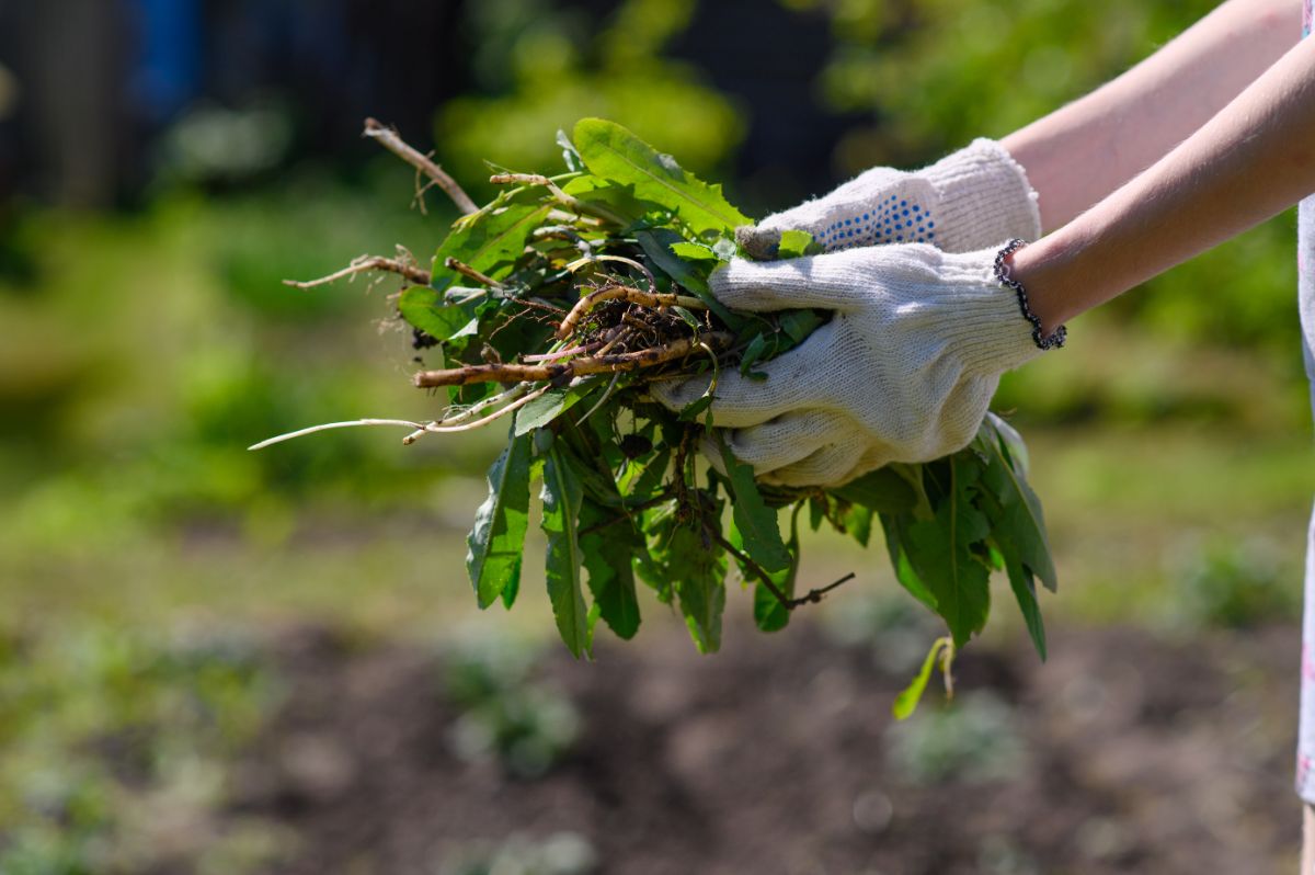 A gardener holds a handful of pulled weeds