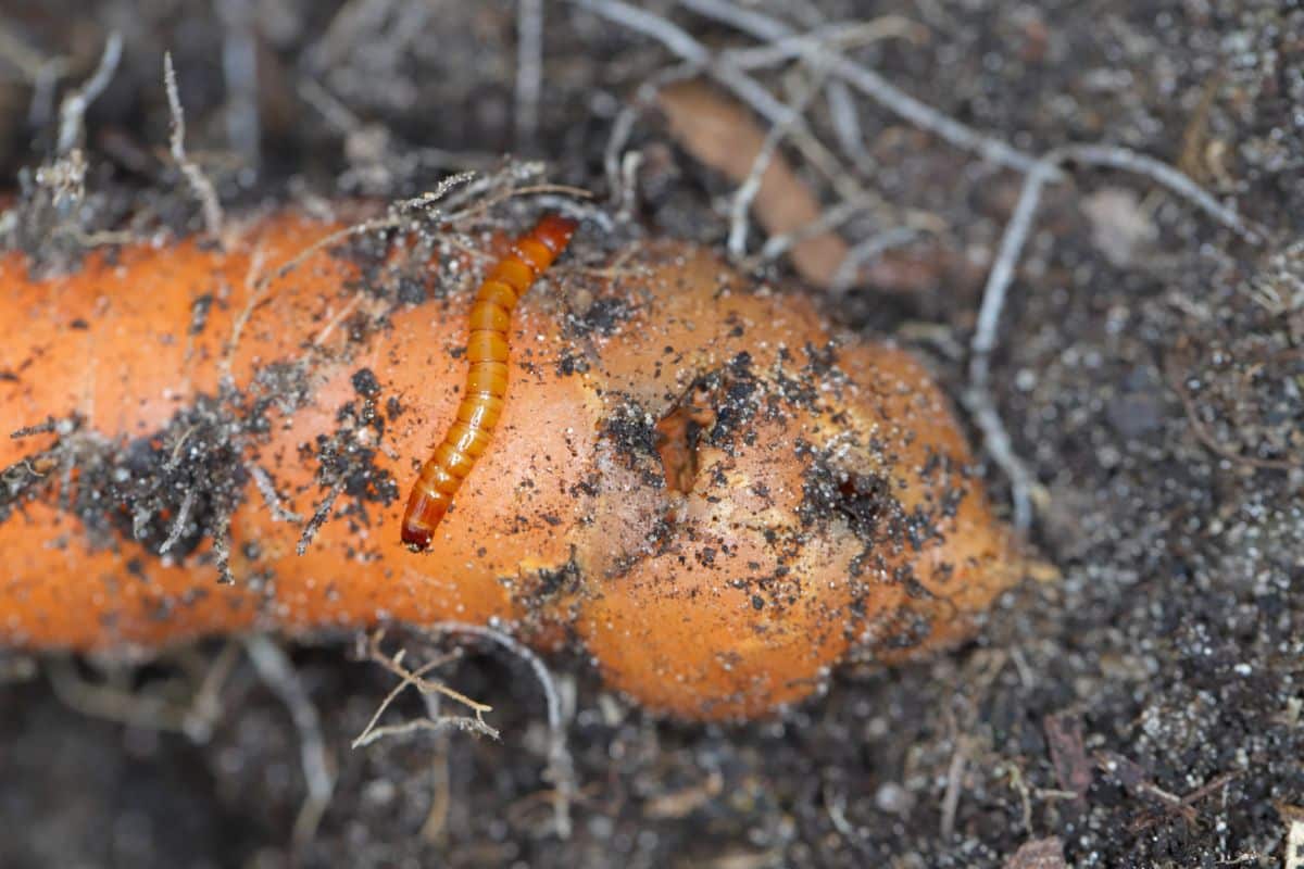 Wireworm in a carrot