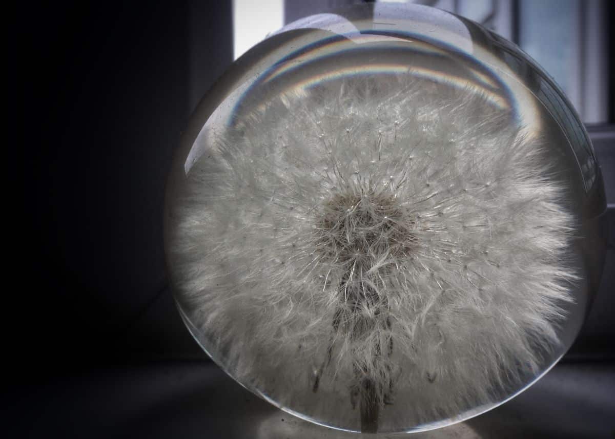 A paperweight made from a dandelion seed head
