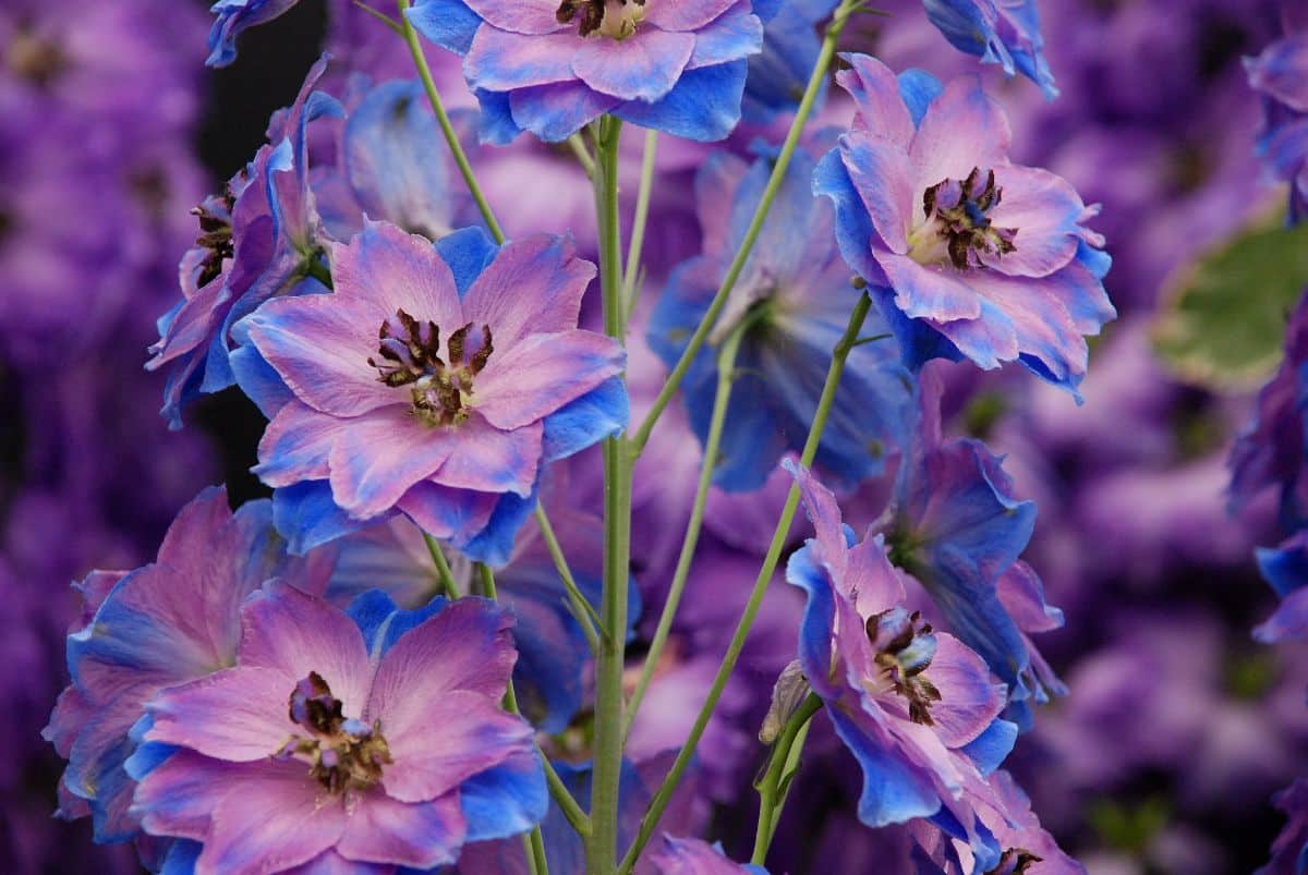 Purple and blue two-toned larkspur aka delphinium