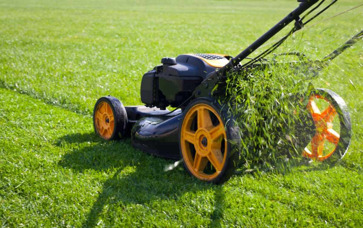 A lawn is mowed with a push mower