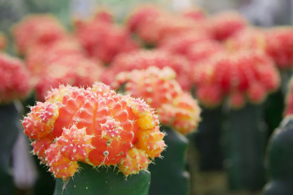 Coral colored moon cactus