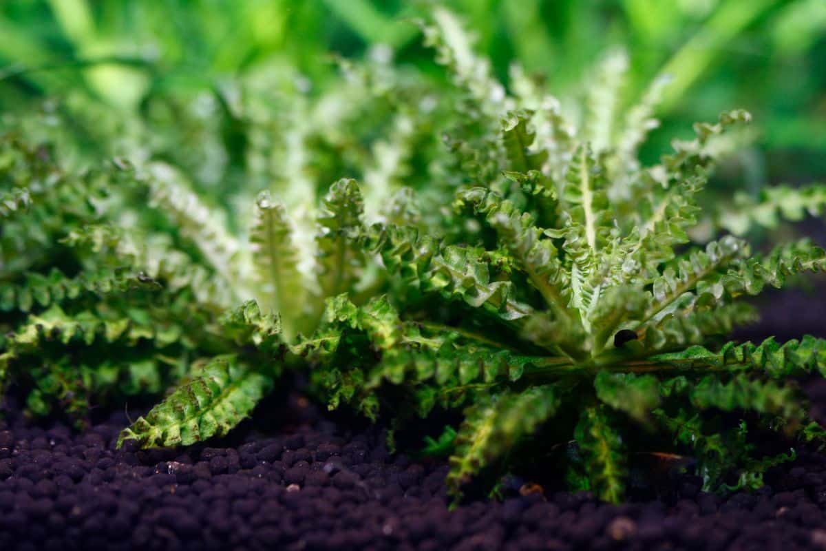 Pogostemon helferi "little star" plant