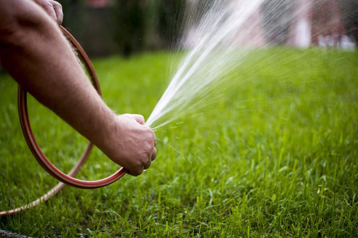 A man waters his lawn with a hose