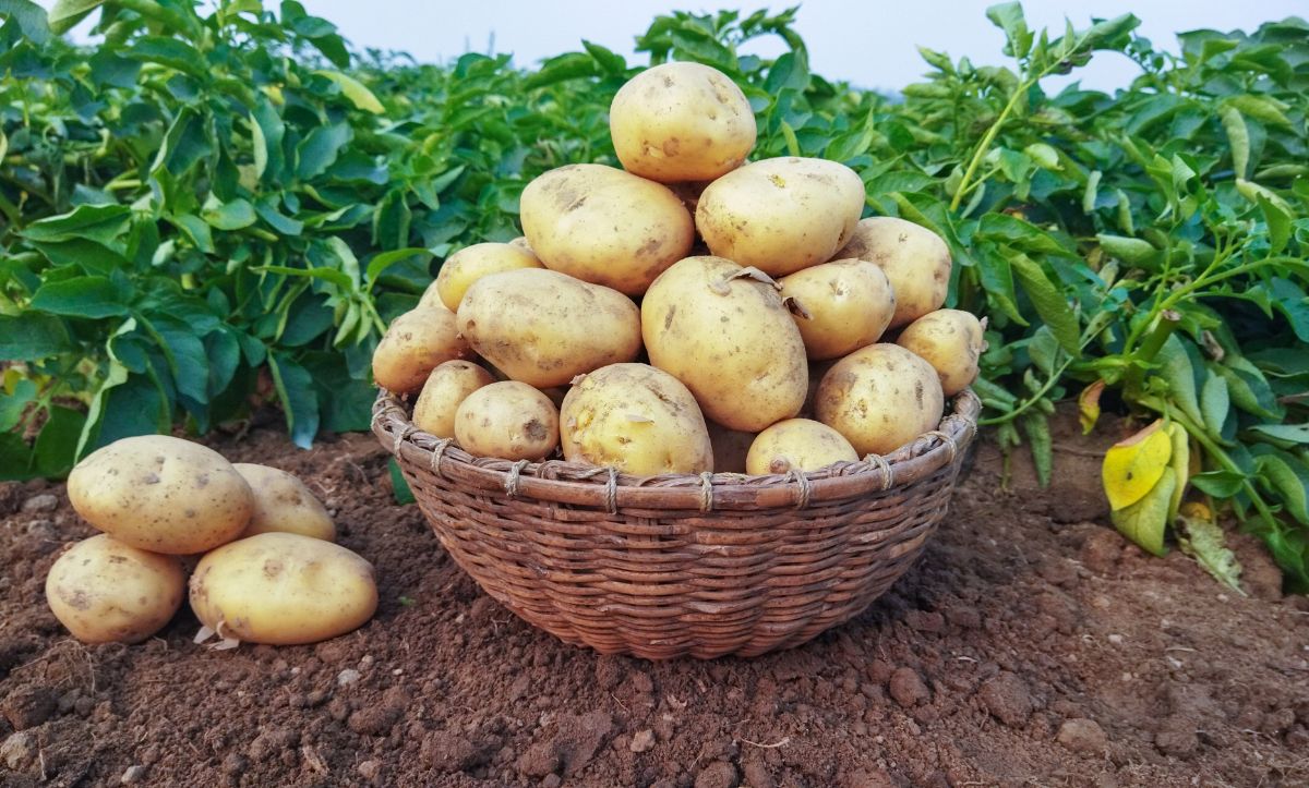 A basket of nice fresh potatoes, free from wireworms