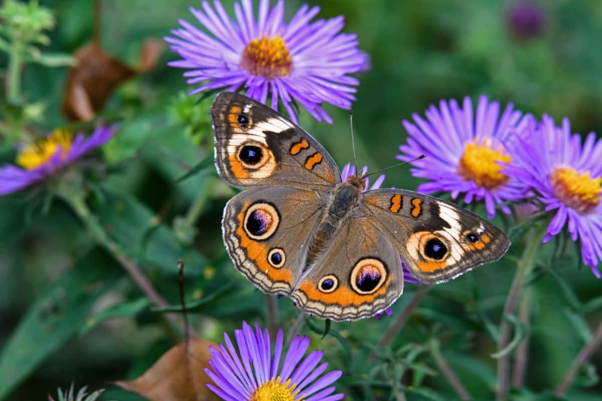 A butterfly lands on a purple flower