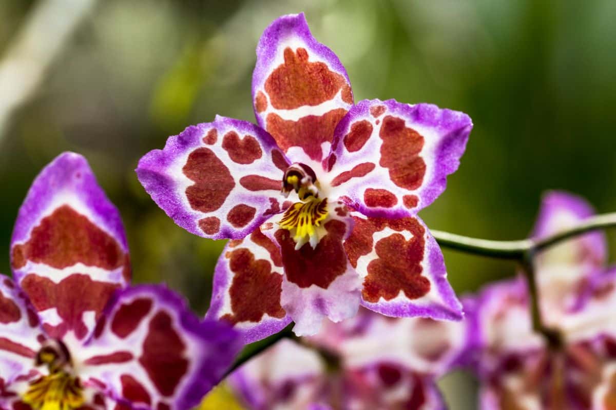 Highly patterned purple and brown Odontoglossum orchid