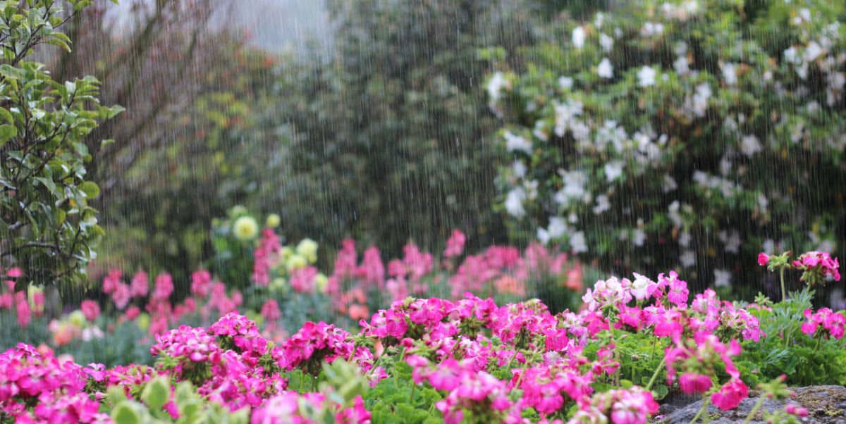 Rain falls gently on flowers in bloom