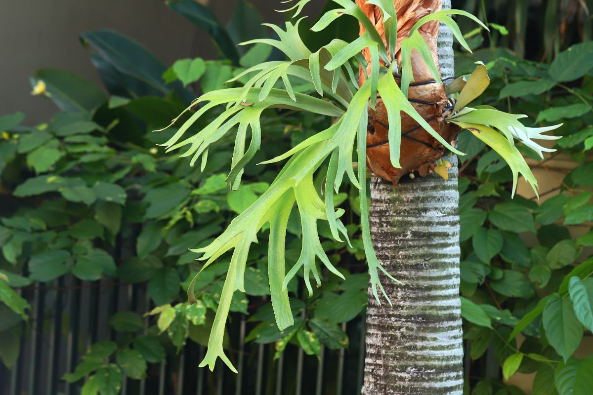 Staghorn fern growing on wood