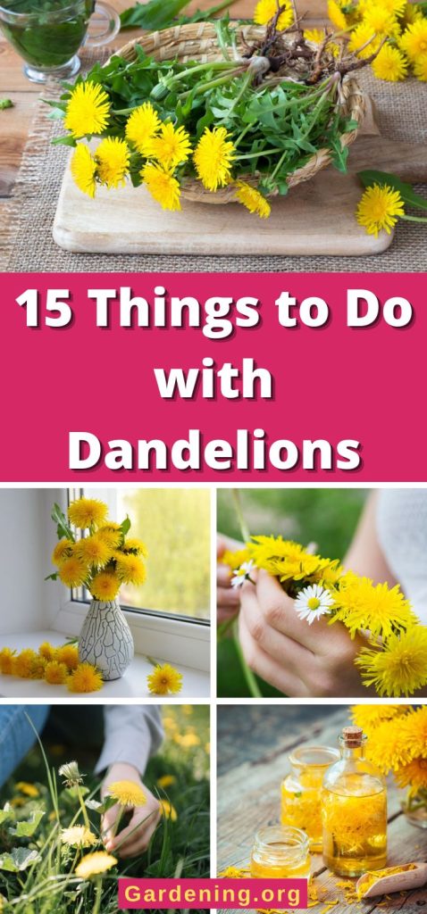 15 Things to Do with Dandelions pinterest image.