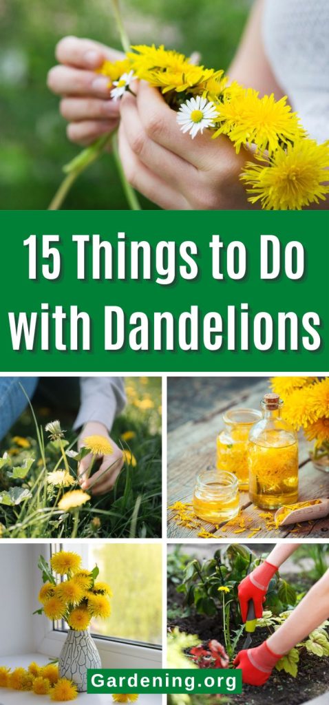 15 Things to Do with Dandelions pinterest image.