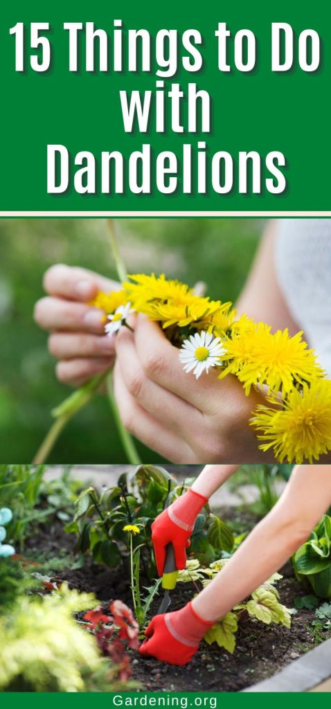 15 Things to Do with Dandelions pinterest image.