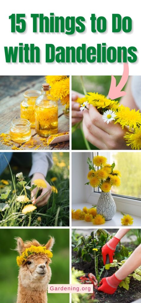 15 Things to Do with Dandelions pinterest image.