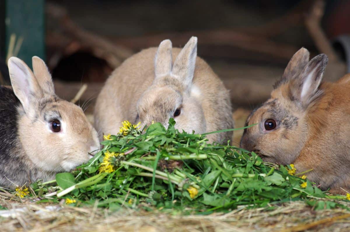 Rabbits enjoy a treat of fresh dandelions