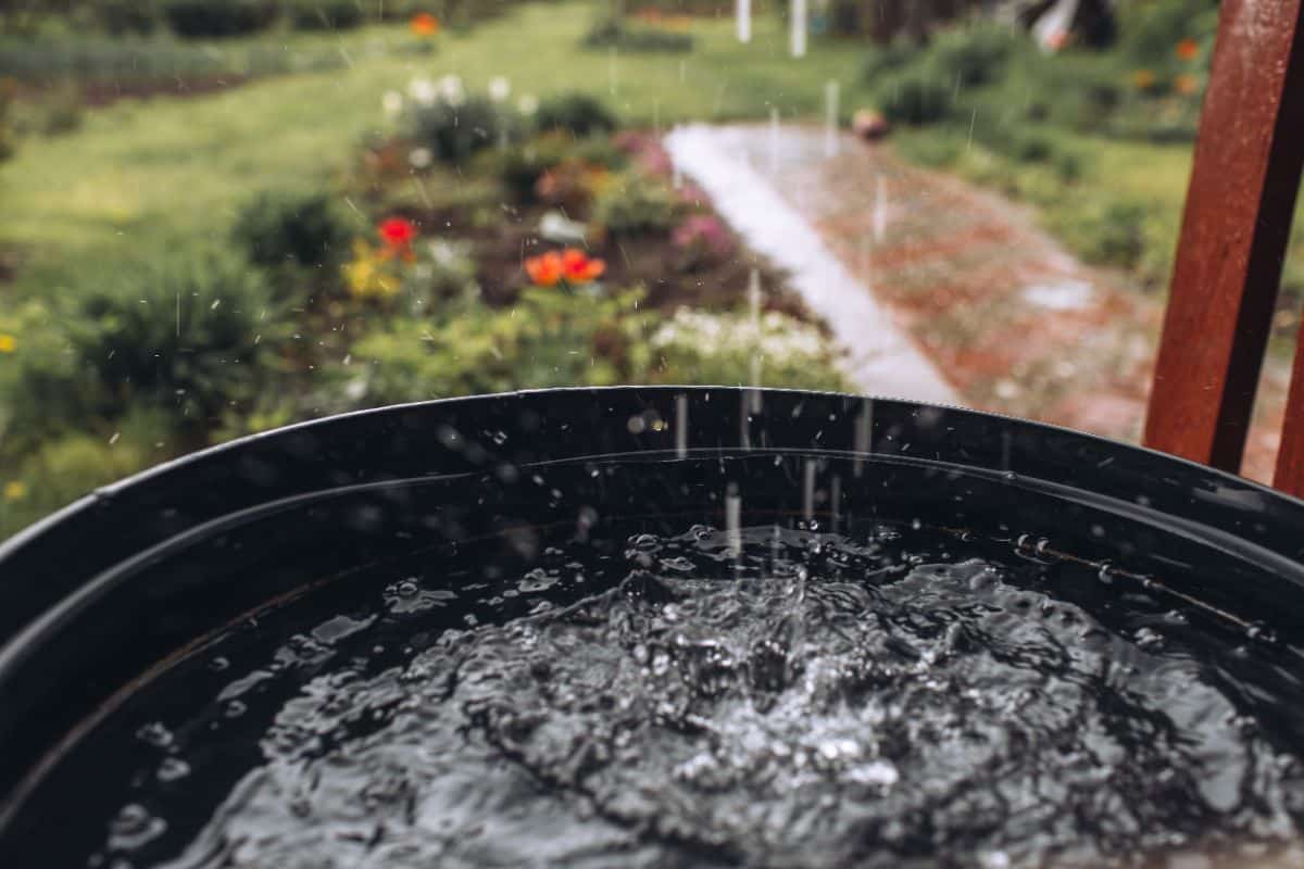 Rain water falls into a collection barrel