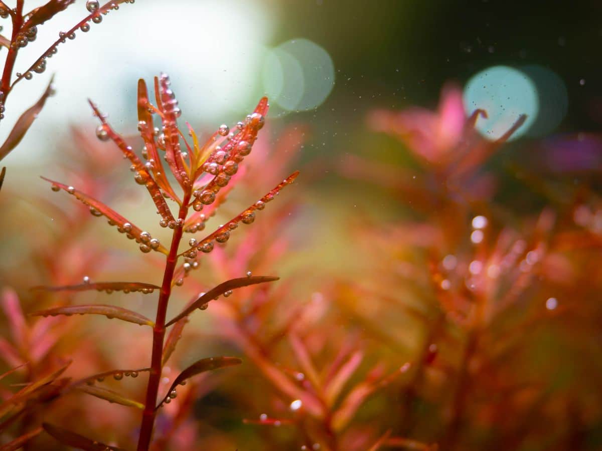 Rotala rotundifolia aquarium plant