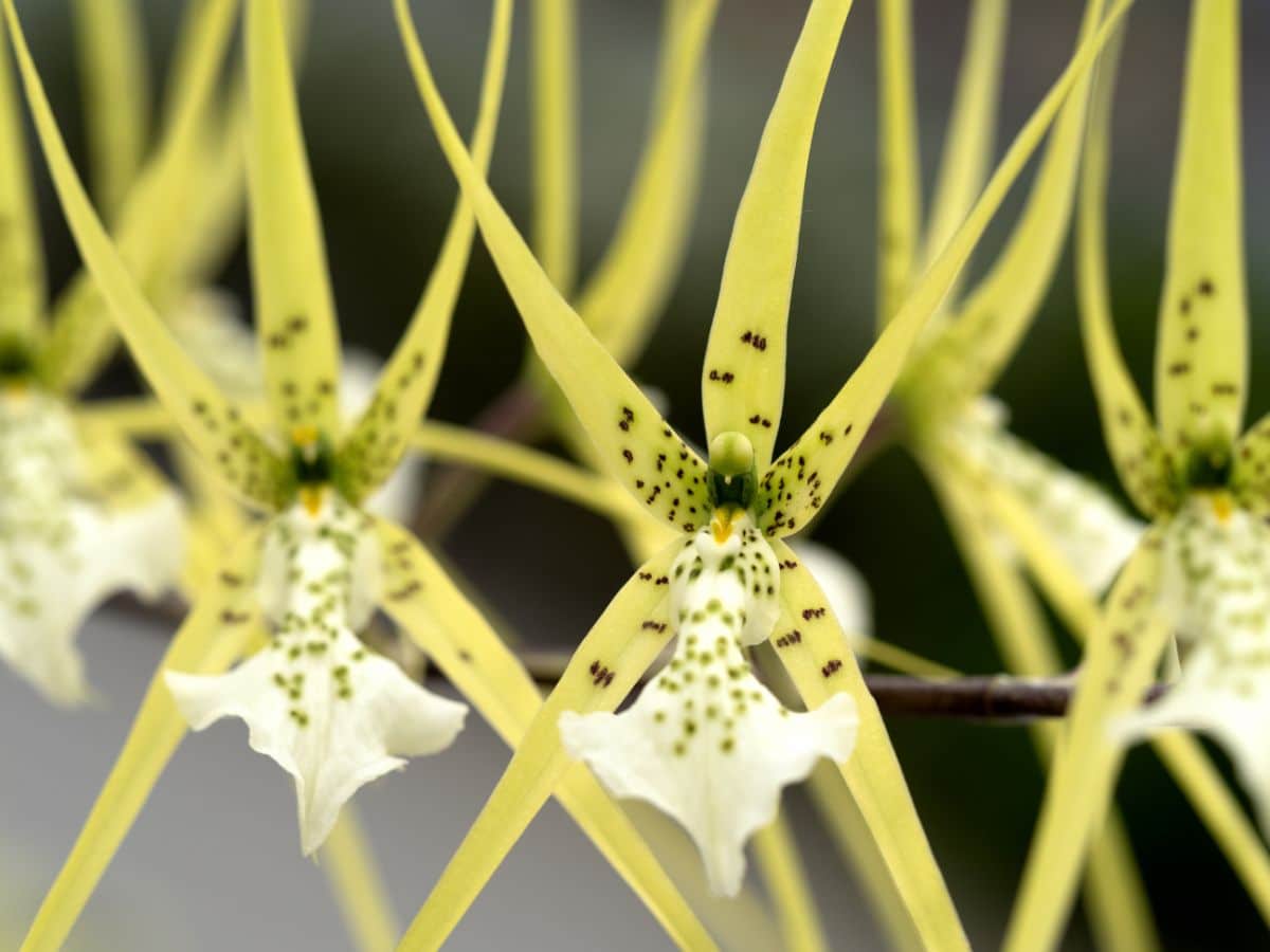 Spider-like flowers on a spider orchid 