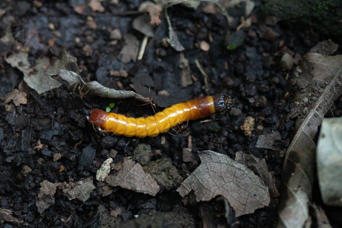 A molting wireworm in soil