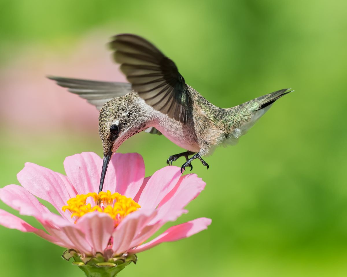 A hummingbird visits a pink zinnia flower