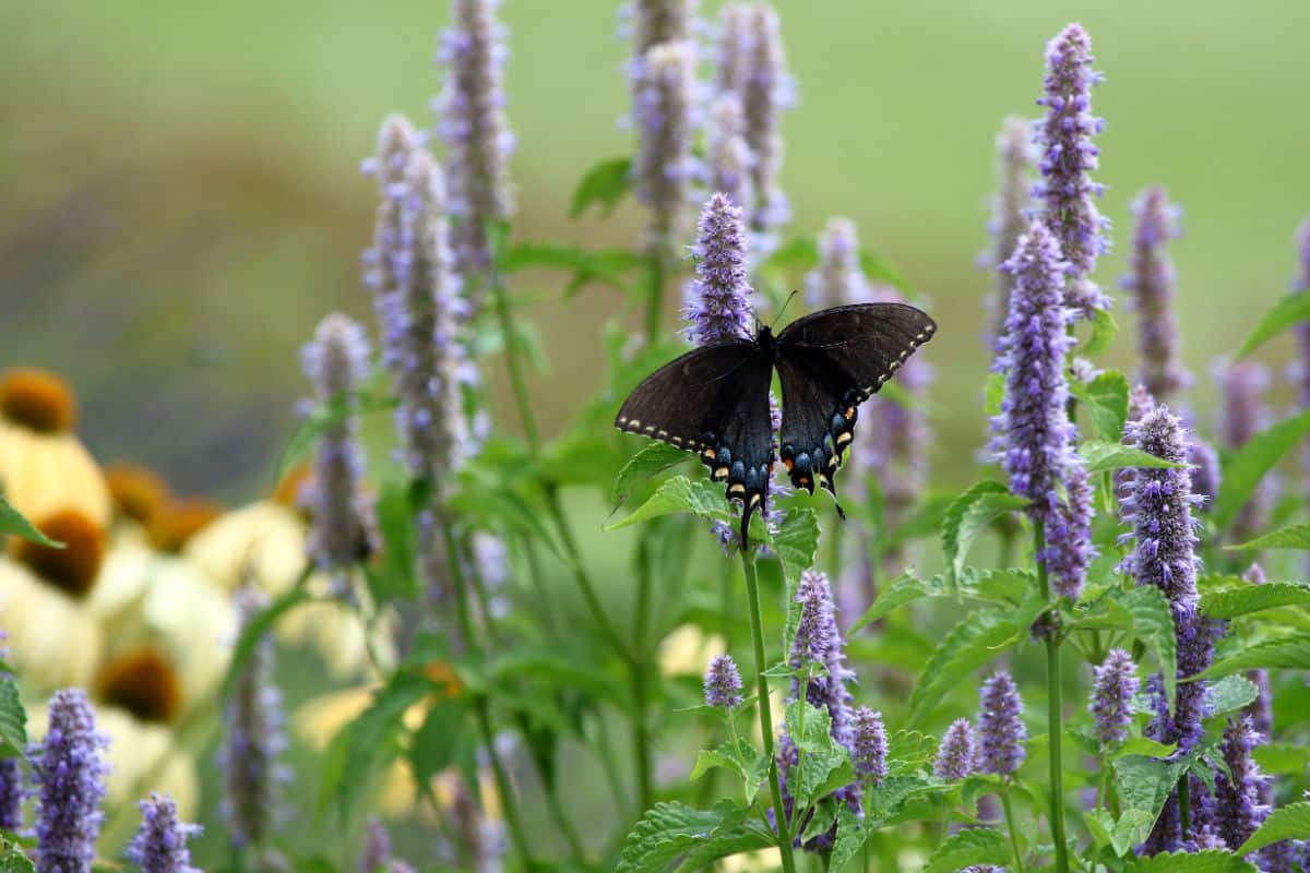 A swallowtail butterfly on anise hyssop flowers