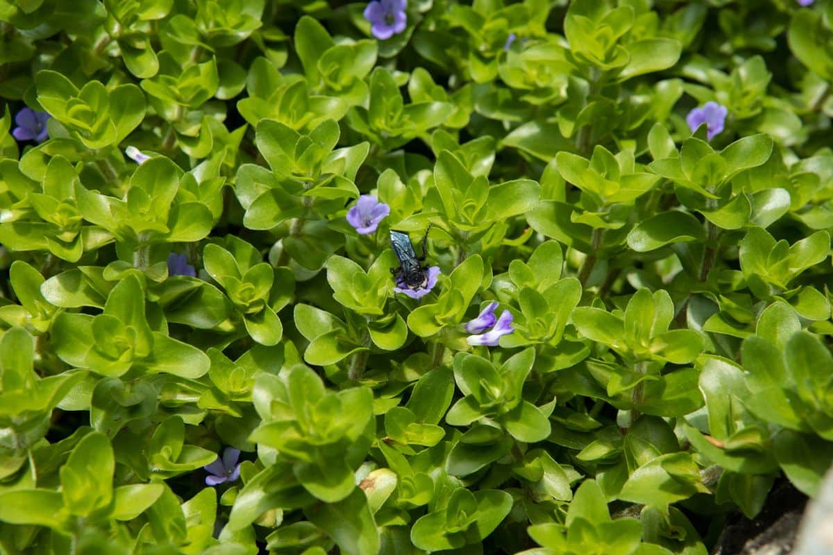 Blue flowering water hyssop aquatic plant