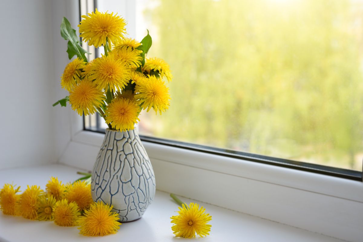 Dandelion flowers in a vase