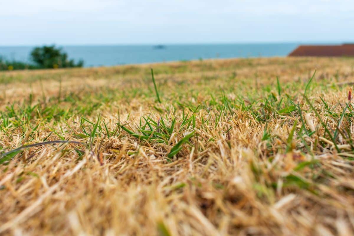 Brown dying grass in a lawn