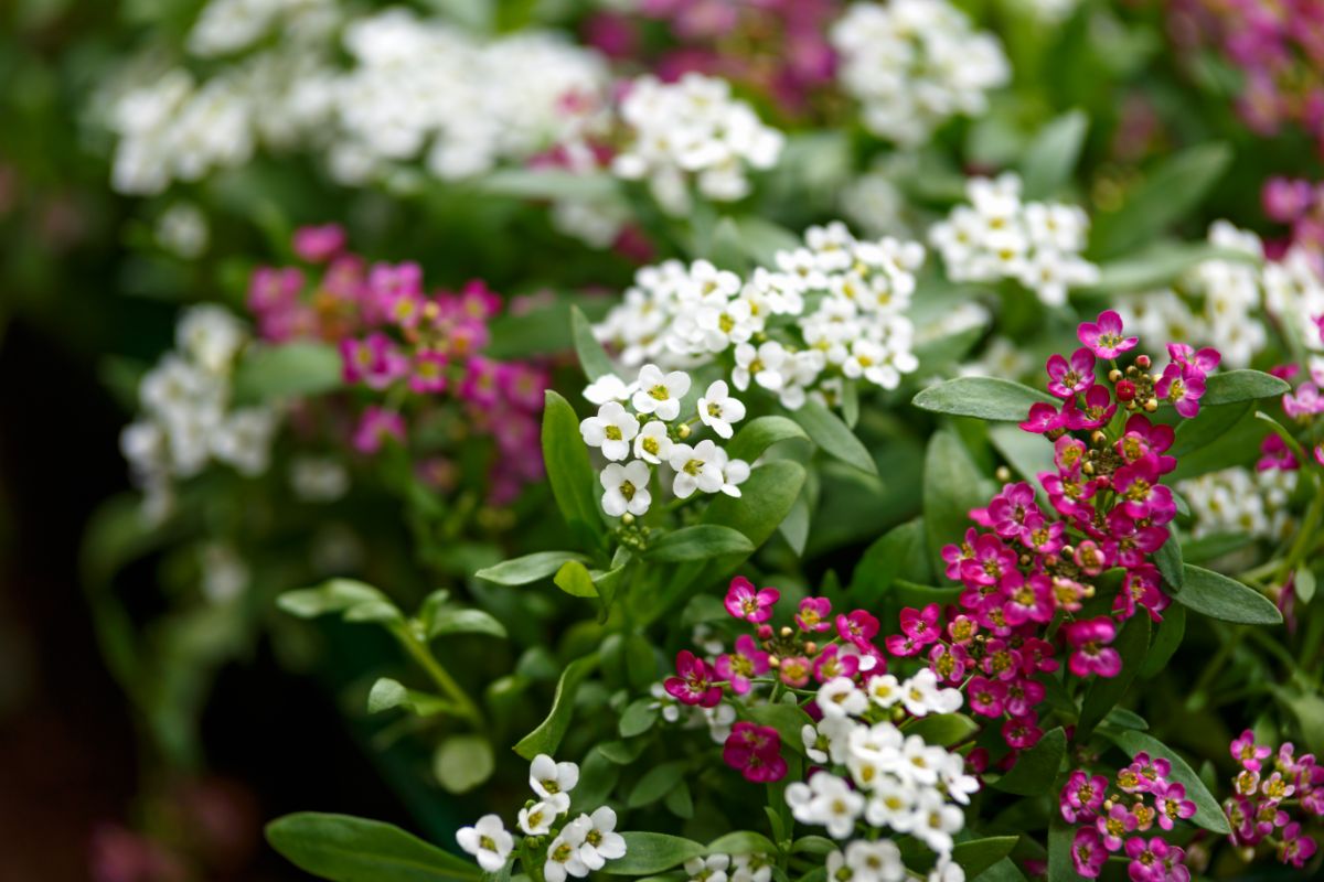Small pink and white alyssum flowers