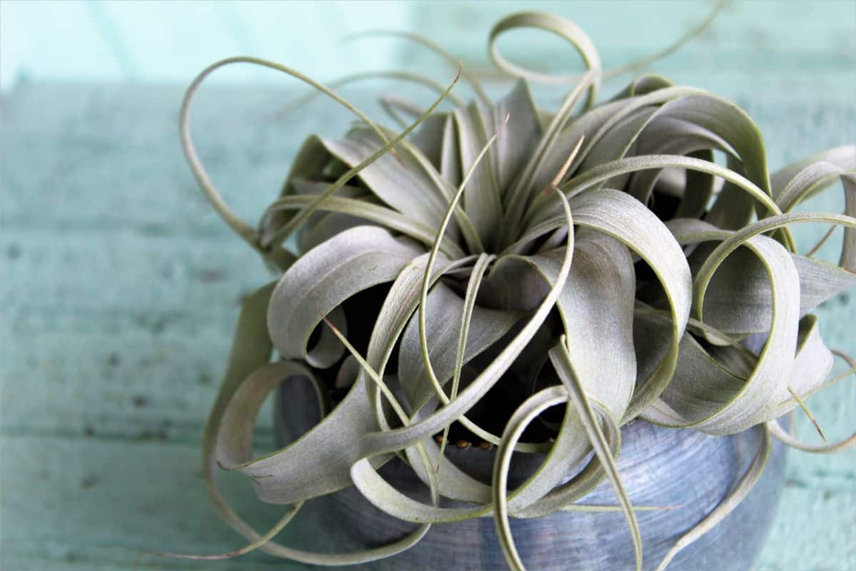 A curly-leafed air plant