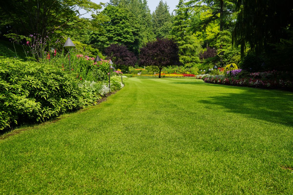 A lush, well-tended grass lawn