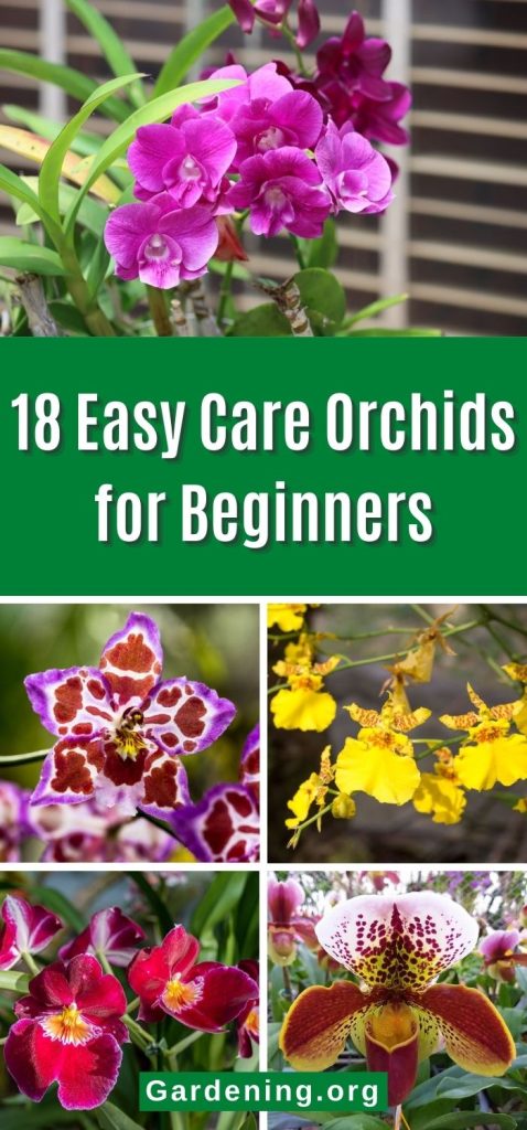 18 Easy Care Orchids for Beginners pinterest image.