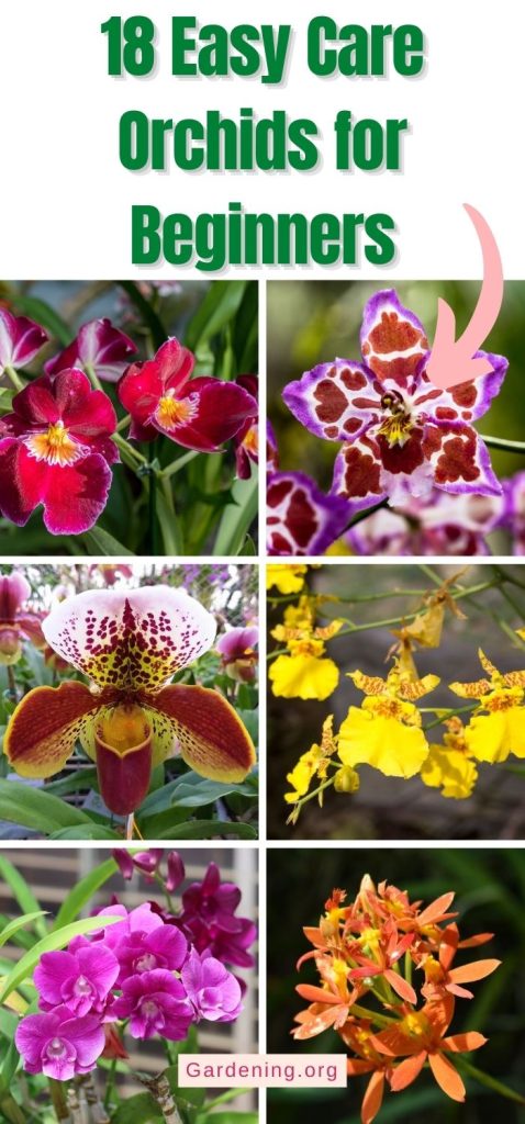 18 Easy Care Orchids for Beginners pinterest image.