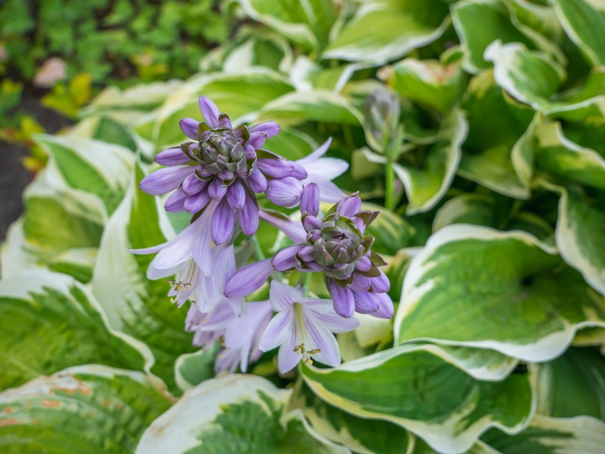 Purple host flowers