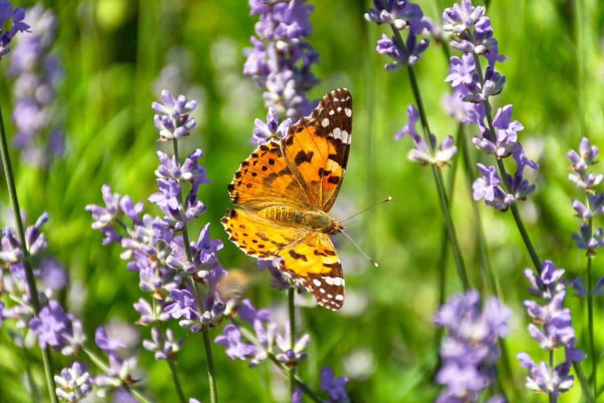 An orange butterfly on lavender flowers