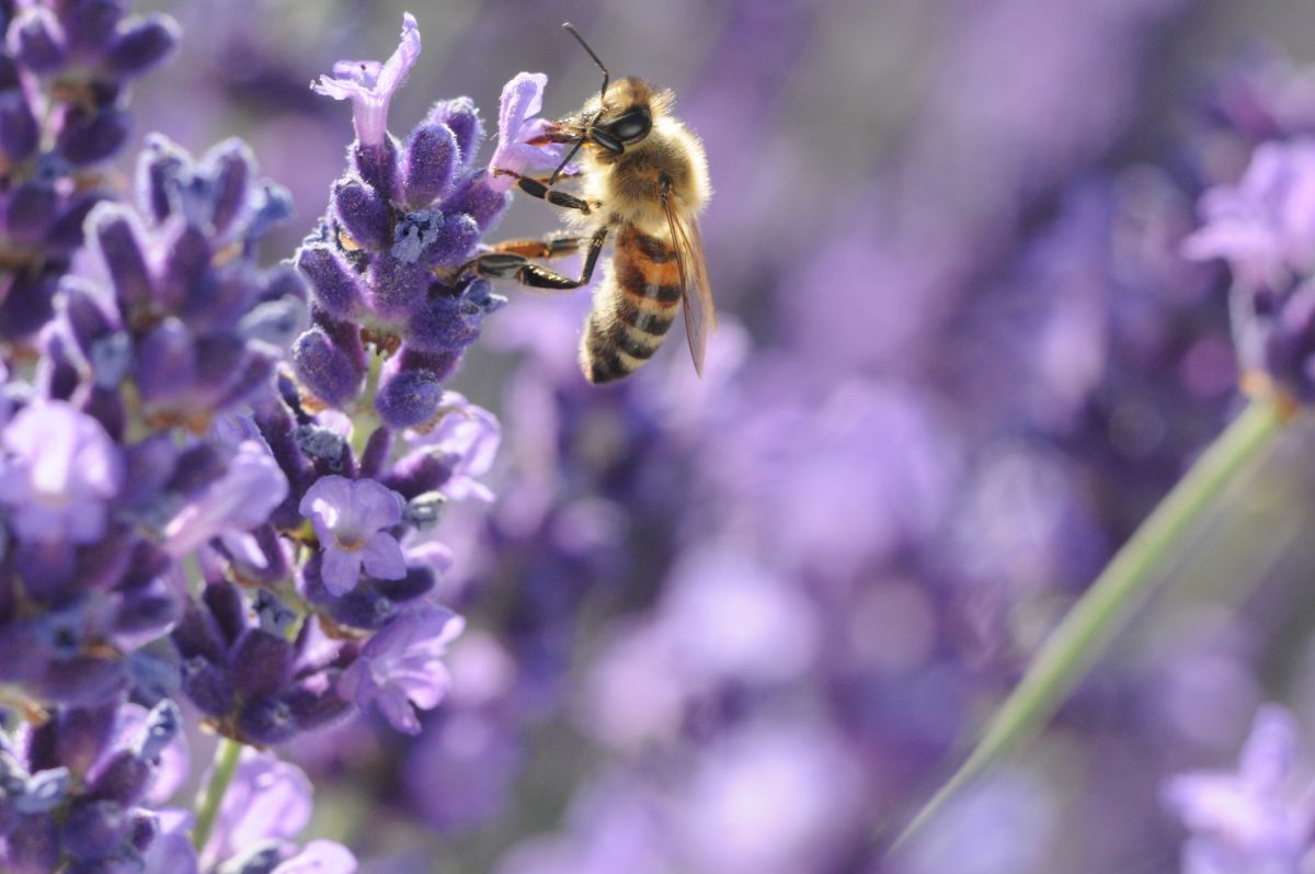 A honeybee on a lavender plant