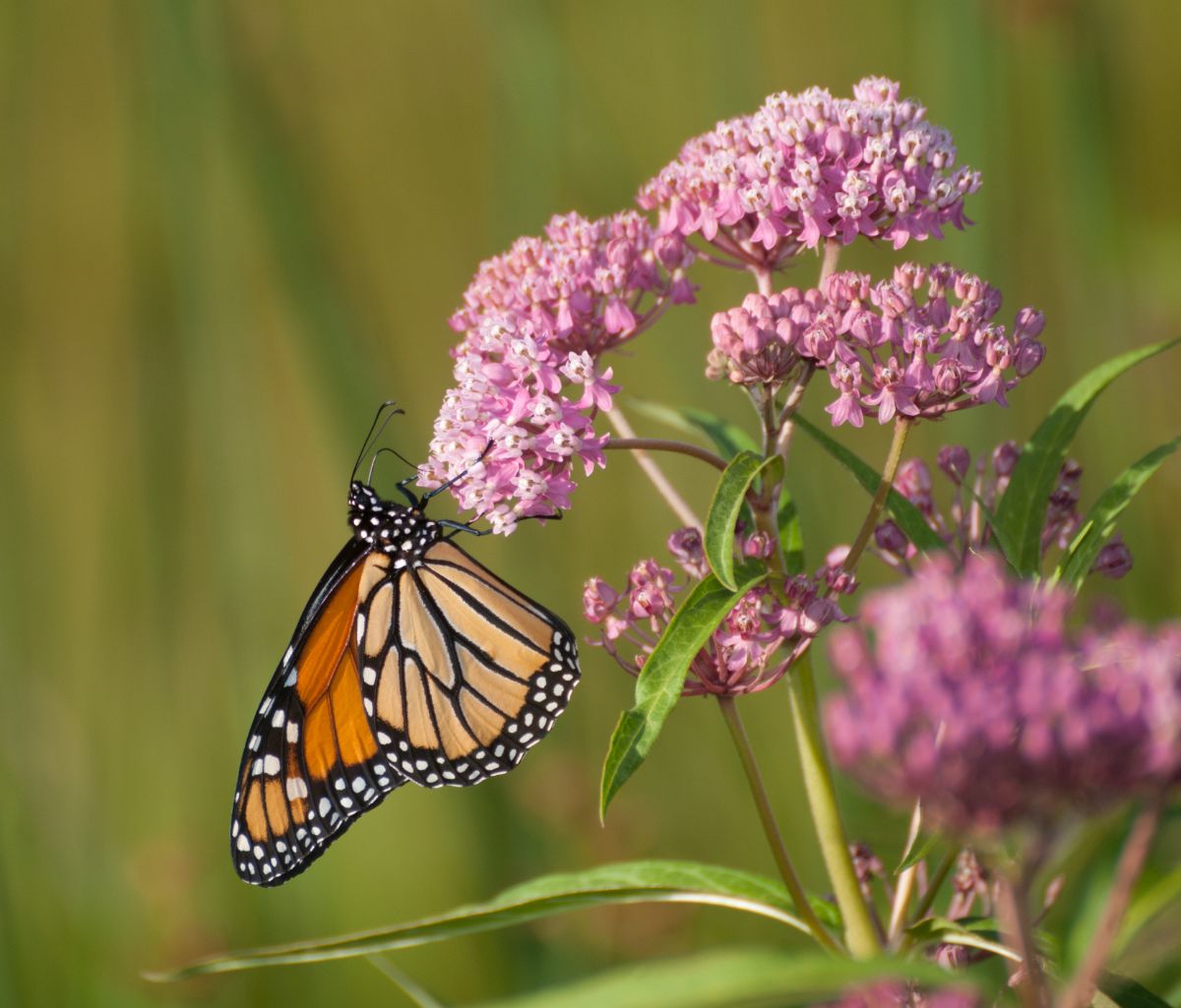 A monarch butterfly on a milkweed flower