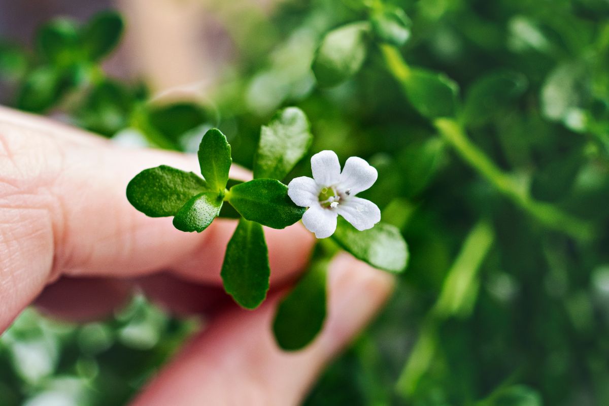 White flowering moneywort aquatic plant