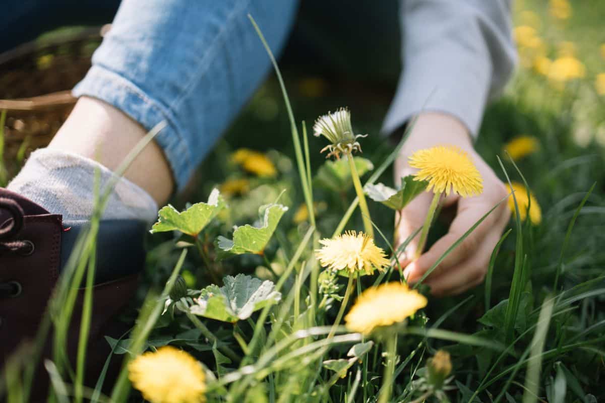 A woman foraging wild dandelions