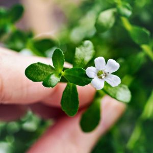 Bacopa monnieri herb in white bloom held by hand.