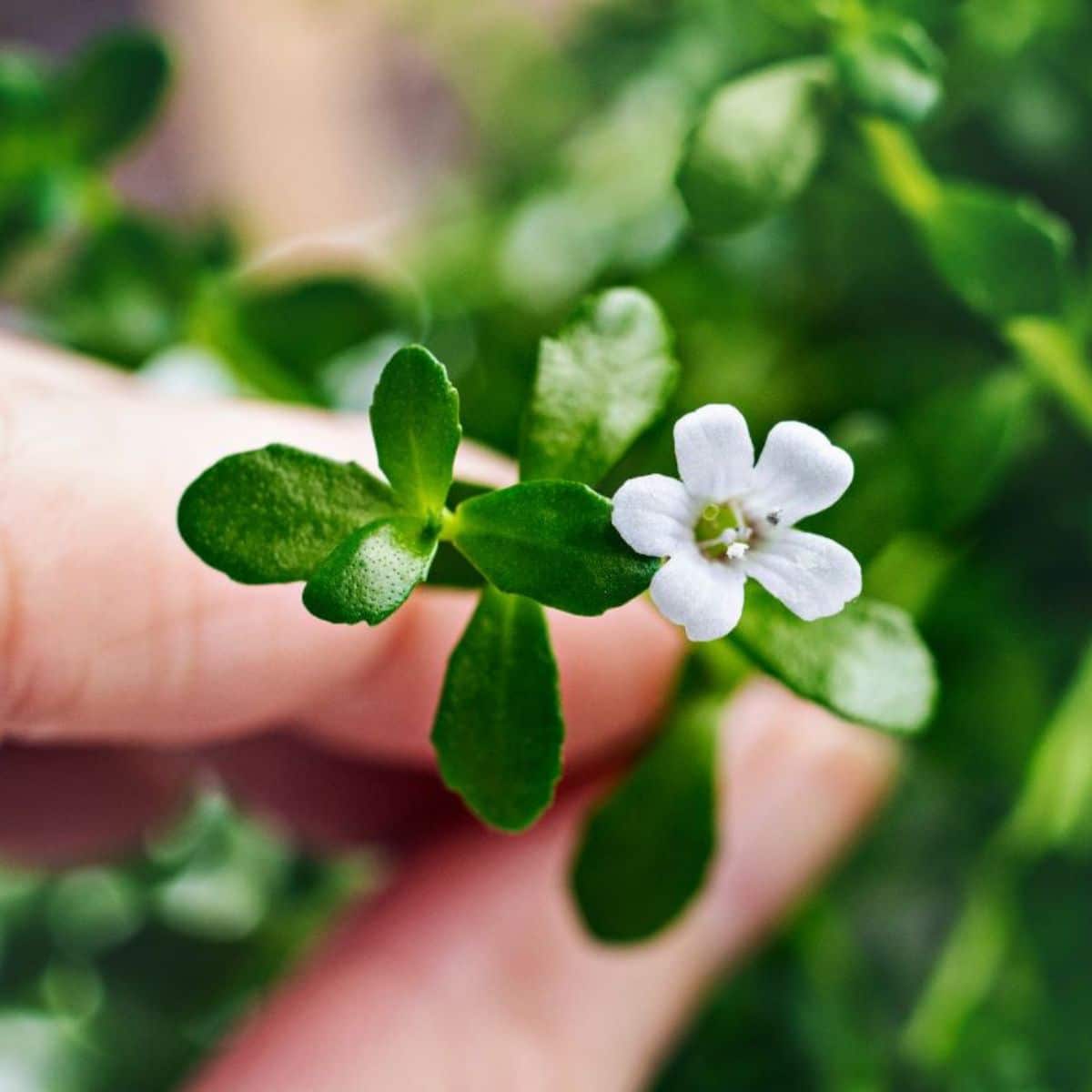 Bacopa monnieri herb in white bloom held by hand.