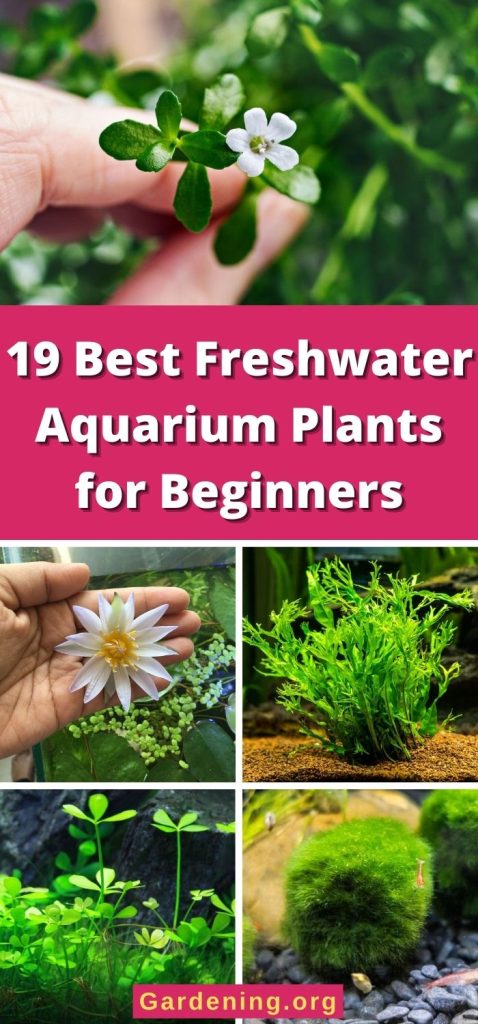 19 Best Freshwater Aquarium Plants for Beginners pinterest image.