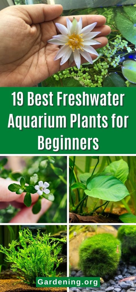 19 Best Freshwater Aquarium Plants for Beginners pinterest image.