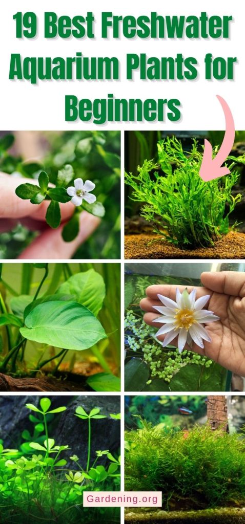 19 Best Freshwater Aquarium Plants for Beginners pinterest image.