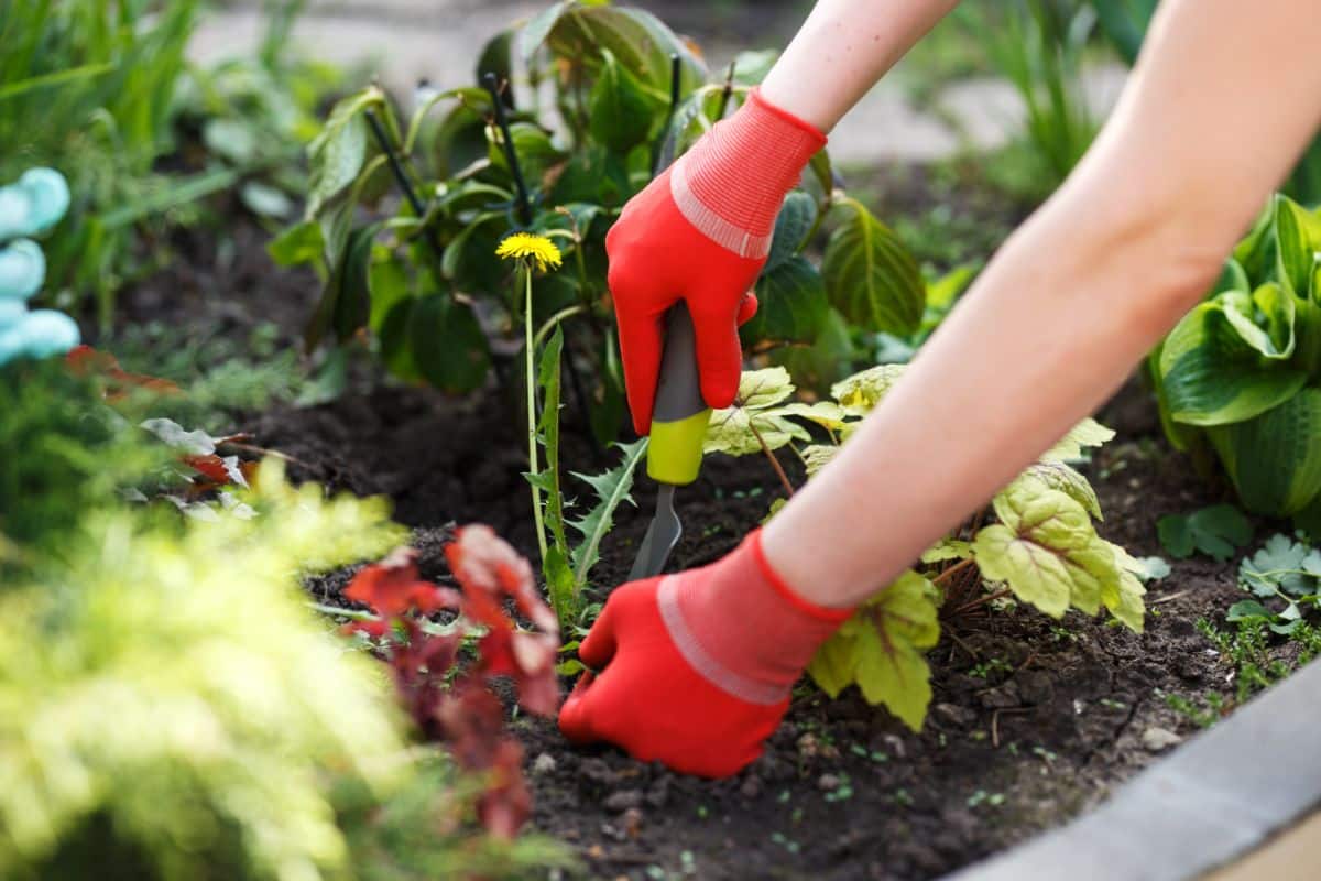 A gardener removing a dandelion weed from a garden bed