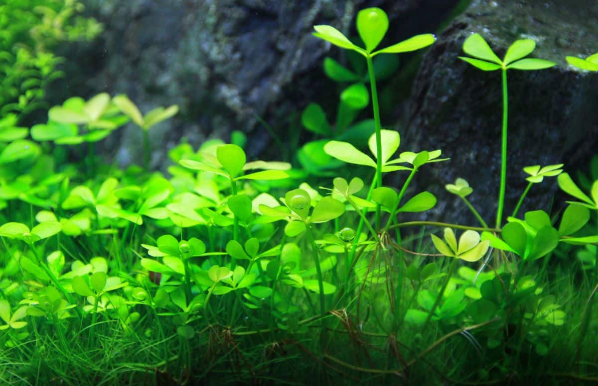 Pepperwort plant in a fish tank