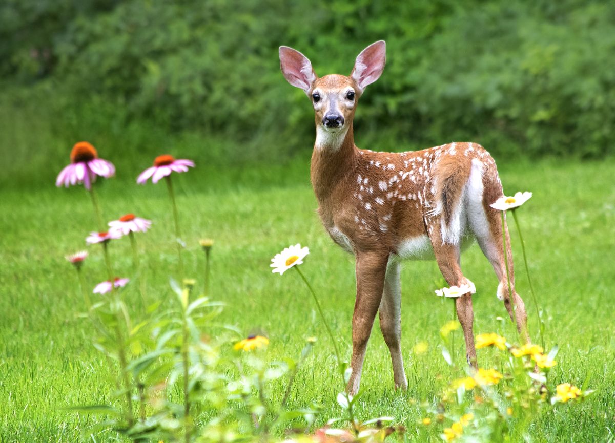 A deer stops in a wildlife habitat space