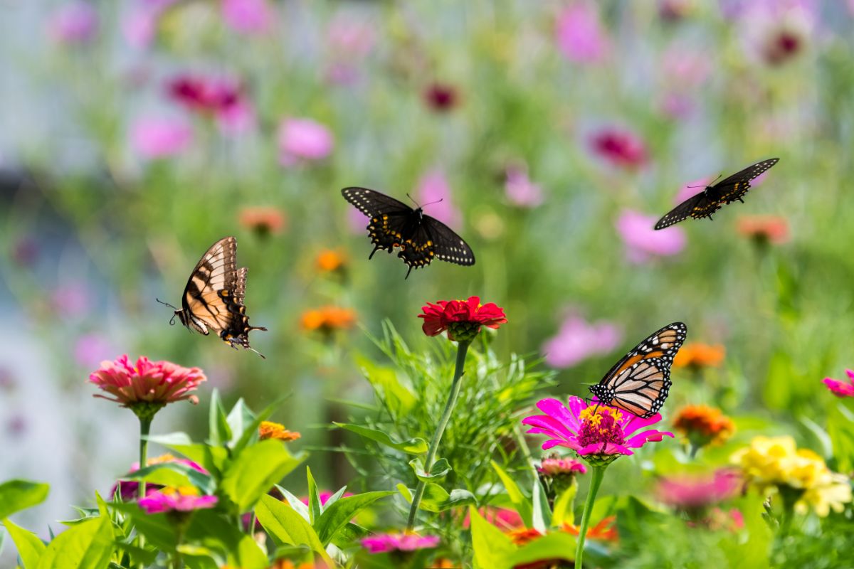 Butterflies flocking to zinnia flowers